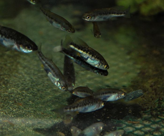 Group of young Allotoca zacapuensis 