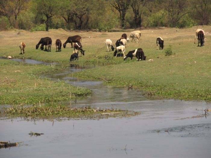 Der Río Guanajuato nördlich von Irapuato. Hier fanden sich noch einigermaßen gesunde Bestände von Xenotoca variata und Goodea atripinnis. Eine Ausnahme in diesem Areal...