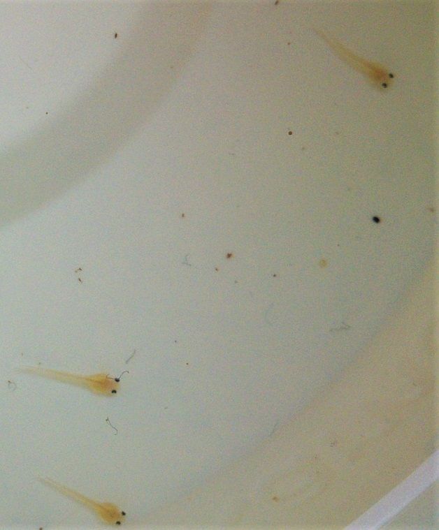 Larvae from Scleromystax sp. C113