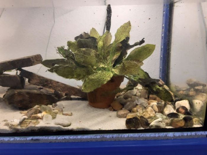Zuchtbecken S.prionotos Mata Atlántica