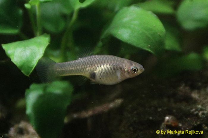 Xiphophorus meyeri „Muzquiz“ – Spotted Xiphophorus meyeri „Muzquiz“ – Spotted