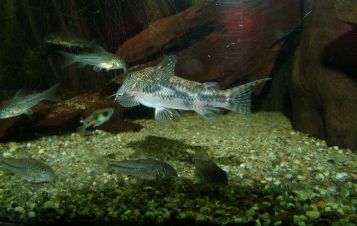 Detailed view of the project aquarium at Leipzig Zoo Zoo Leipzig Mata Atlantica