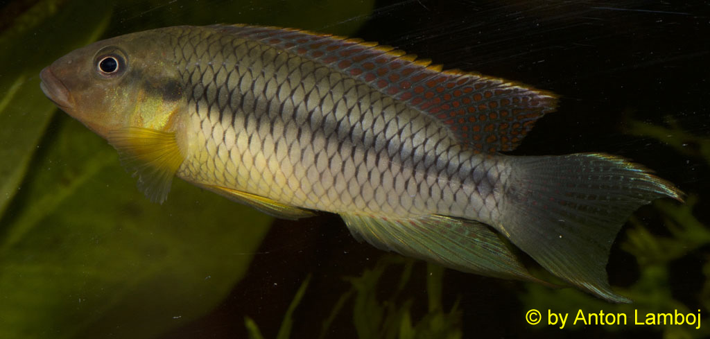 Limbochromis robertsi, male