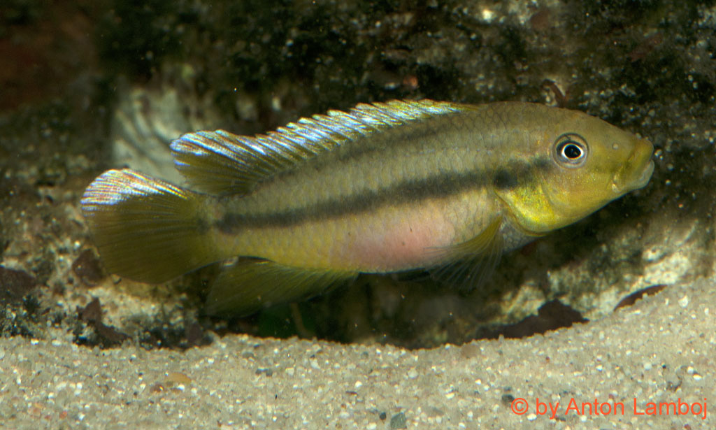Limbochromis robertsi, female