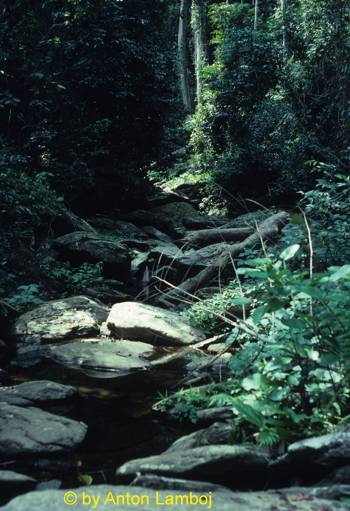 Black Krensen Creek, 1991