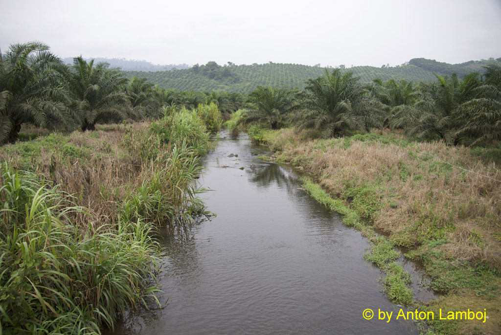 River Molive lined with oil palms