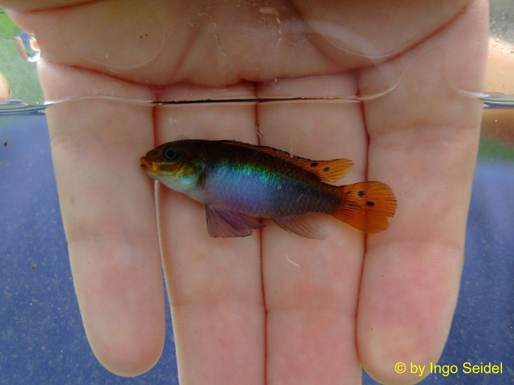 Pelvicachromis kribensis "Moliwe" (female)